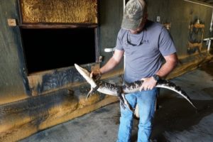 Some of the alligators bred at living a long, healthy life than those born in the wild. on Benny Cenac’s alligator farm are let back into the wild, where they have a better chance