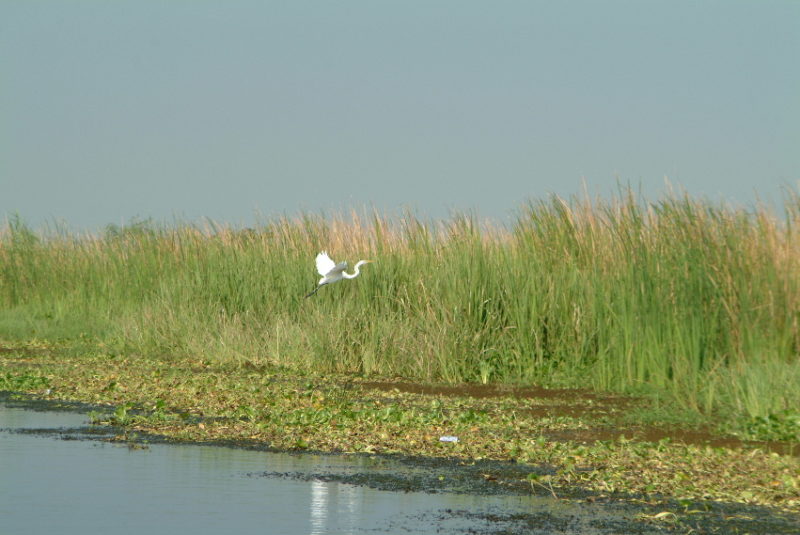 Louisiana's Largest Privately Owned Refuge - Golden Ranch Farms