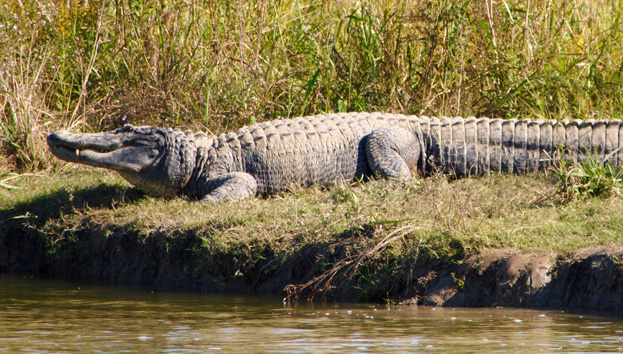 louisiana-alligator-breeding-farm